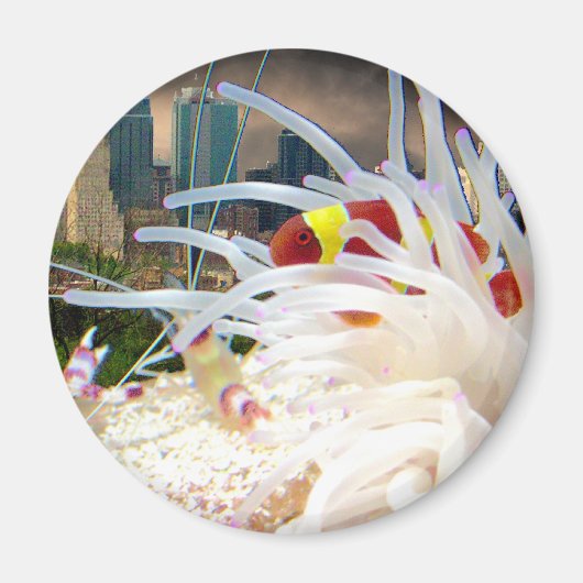 Clownfisch Magnet (Vorne)