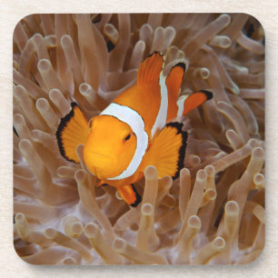 Clownfisch - Molokai, North Shore Cliff Getränkeuntersetzer