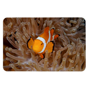 Clownfisch - Molokai, North Shore Cliff Magnet
