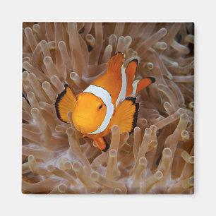 Clownfisch - Molokai, North Shore Cliff Magnet