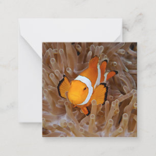 Clownfisch - Molokai, North Shore Cliff Mitteilungskarte