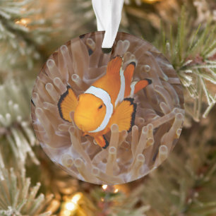 Clownfisch - Molokai, North Shore Cliff Ornament