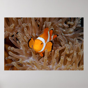Clownfisch - Molokai, North Shore Cliff Poster