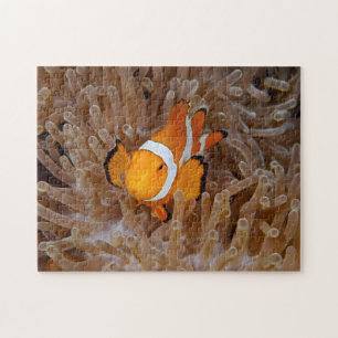 Clownfisch - Molokai, North Shore Cliff Puzzle