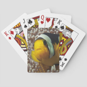 Clownfisch - Nahaufnahme! So süß - Nemo in der Ane Spielkarten