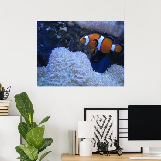 Clownfisch Poster (Heimbüro)
