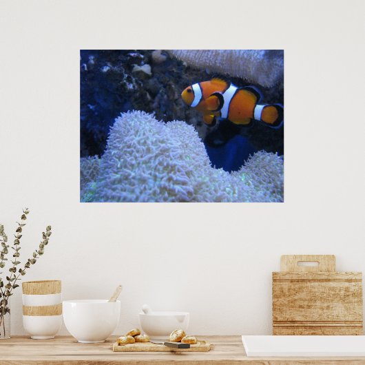 Clownfisch Poster (Küche)
