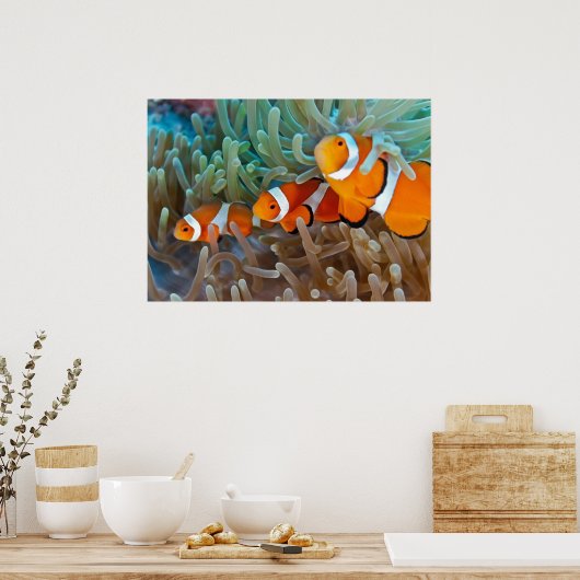 Clownfisch Poster (Küche)