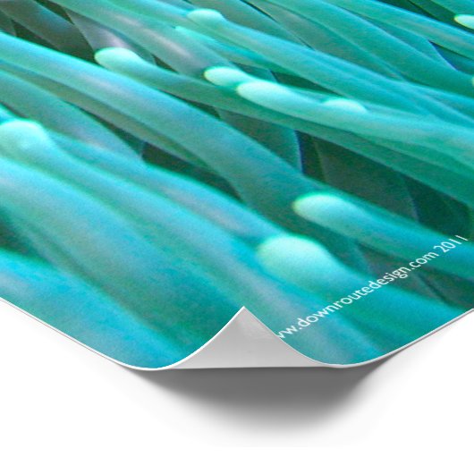 Clownfisch Poster (Ecke)