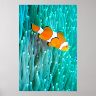 Clownfisch Poster