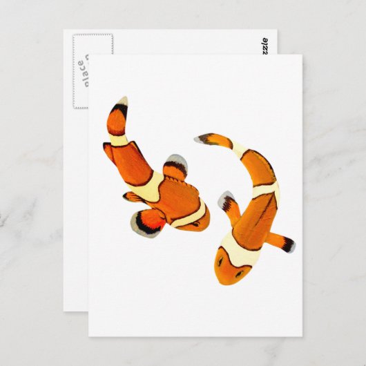 Clownfisch Postkarte (Vorne/Hinten)