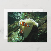 Clownfisch Postkarte (Vorne/Hinten)