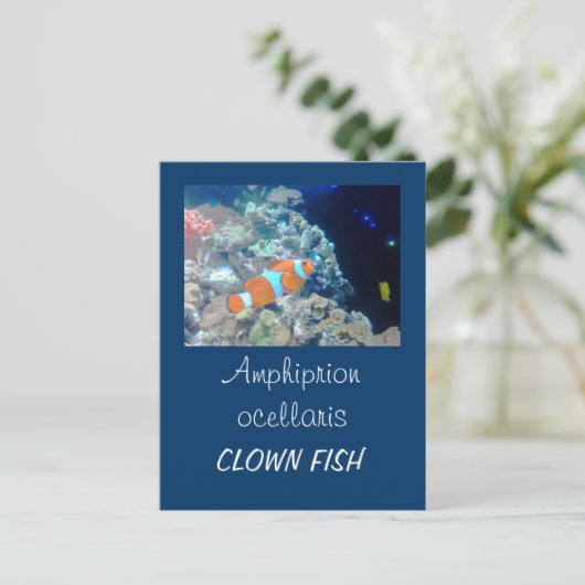 Clownfisch Postkarte (Stehend Vorderseite)