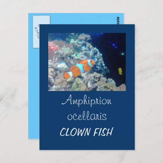 Clownfisch Postkarte (Vorne/Hinten)