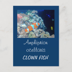 Clownfisch Postkarte