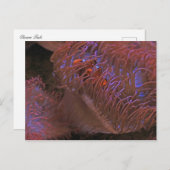 Clownfisch Postkarte (Vorne/Hinten)