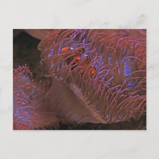 Clownfisch Postkarte (Vorderseite)