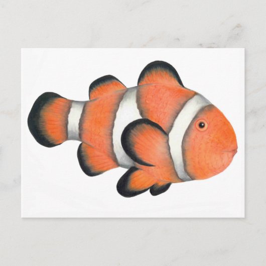 Clownfisch Postkarte (Vorderseite)