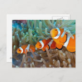 Clownfisch Postkarte (Vorne/Hinten)