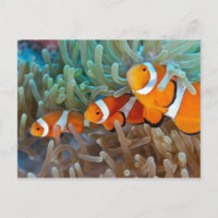 Clownfisch