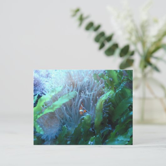 Clownfisch Postkarte (Stehend Vorderseite)