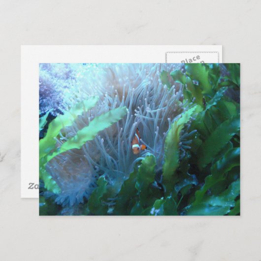 Clownfisch Postkarte (Vorne/Hinten)