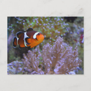 Clownfisch Seeanemone Koralle Unterwasser Süßes Fo Postkarte