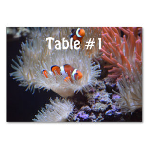 Clownfisch Tischnummer