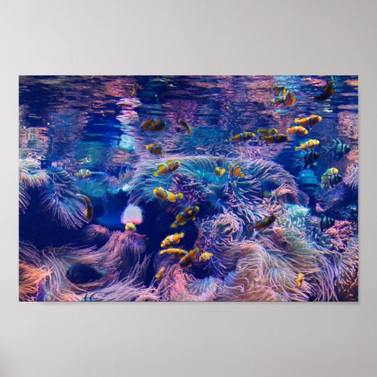 Clownfisch und lila Aquarium Poster (Vorne)
