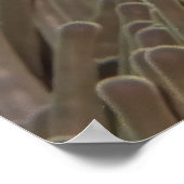 Clownfisch von Raja Ampat Poster (Ecke)