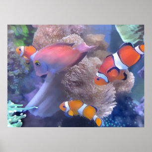 Clownfischaquarium Poster