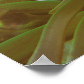 Clownfische im grünen Anemon. Coralreef Raja Ampat Poster (Ecke)