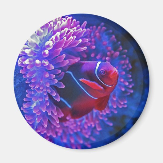 Clownfische Meer anenome Tropische Ozeane blau rot Magnet (Vorne)