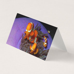 Clownfische sind immer in Bewegung Busy Anemonef
