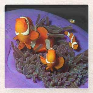 Clownfische sind immer in Bewegung   Busy Anemonef Glasuntersetzer