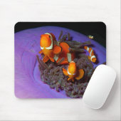 Clownfische sind immer in Bewegung | Busy Anemonef Mousepad (Mit Mouse)