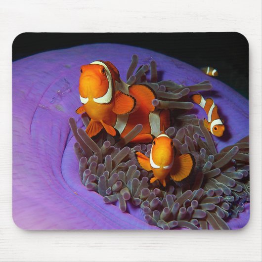 Clownfische sind immer in Bewegung | Busy Anemonef Mousepad (Vorne)