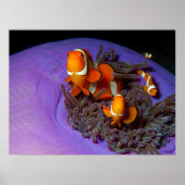 Clownfische sind immer in Bewegung | Busy Anemonef Poster (Vorne)