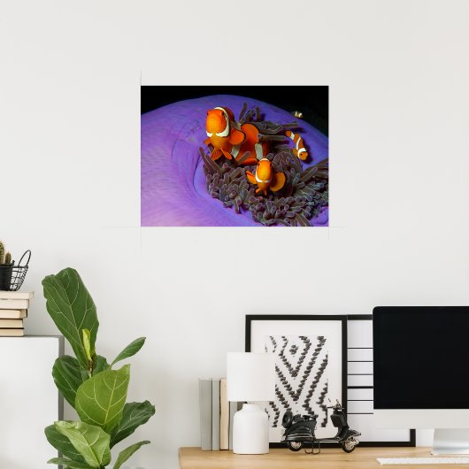 Clownfische sind immer in Bewegung | Busy Anemonef Poster (Heimbüro)