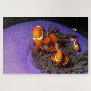 Clownfische sind immer in Bewegung   Busy Anemonef Puzzle