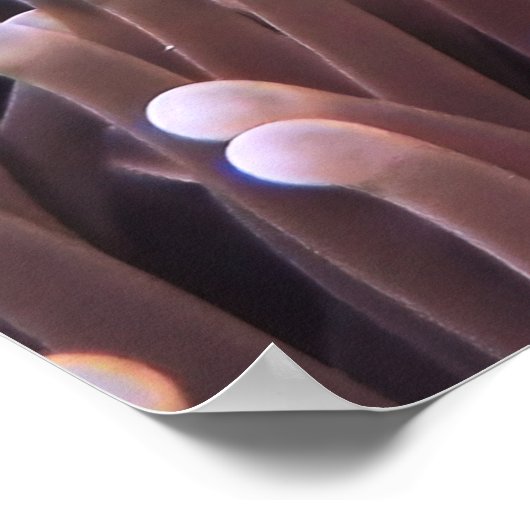 Clownfischparadies Poster (Ecke)