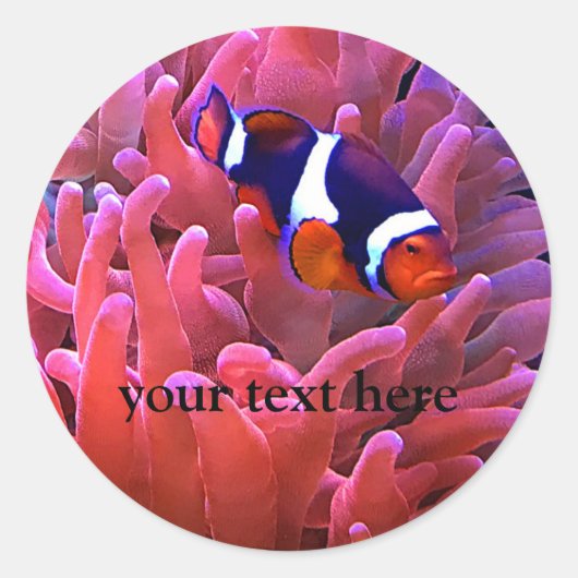 Clownfish #1 Stickers (Vorderseite)