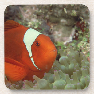 Clownfish 2 getränkeuntersetzer