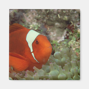Clownfish 2 magnet