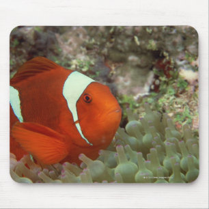 Clownfish 2 mousepad