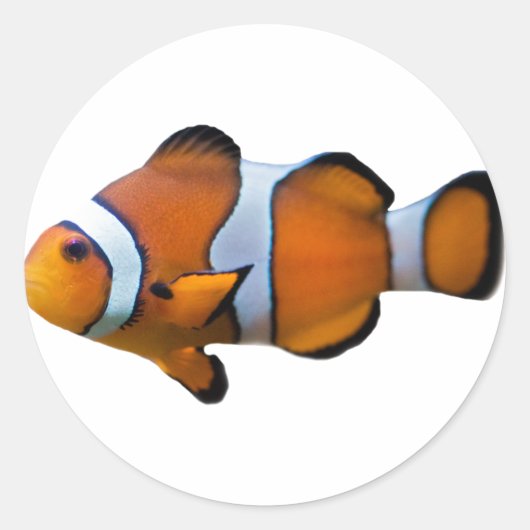 Clownfish-Aufkleber Runder Aufkleber (Vorderseite)