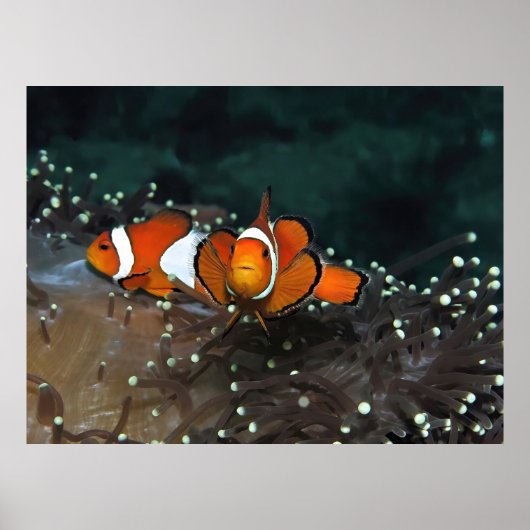 Clownfish Duo Poster (Vorne)