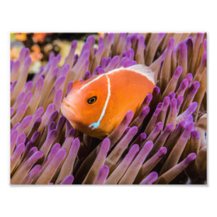 Clownfish Foto-Druck Fotodruck