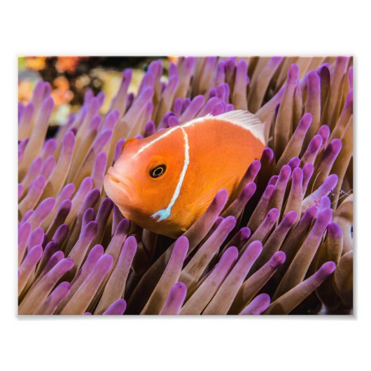 Clownfish Foto drucken (Vorne)