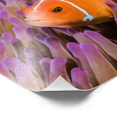 Clownfish Foto drucken (Ecke)